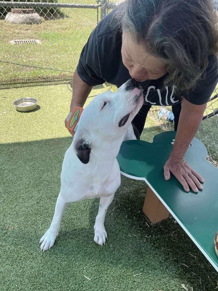 Go save Becca for free. Sweet and shy, she’s wound up on the short end of the stick in line to get the death jab. Go save Becca for free. Sweet and shy, she’s wound up on the short end of the stick in line to get the death jab.