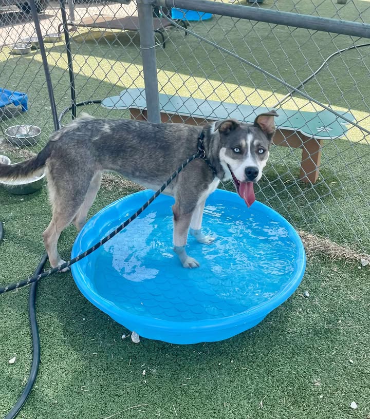 Prisoner Sloane has less time to live than an M&M in your hand. She’s eager to dive into your heart and and free to adopt. Prisoner Sloane has less time to live than an M&M in your hand. She’s eager to dive into your heart and and free to adopt.