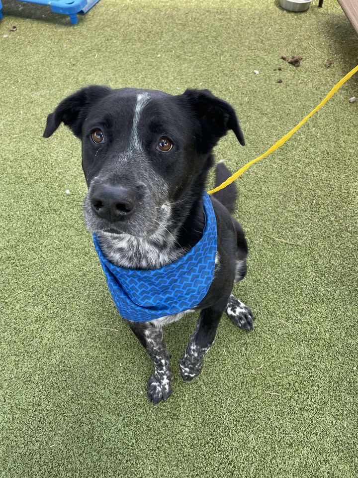 Rowin is a senior, still a playful, stuck on death row and headed for his last wish if not adopted for free pronto. Rowin is a senior, still a playful, stuck on death row and headed for his last wish if not adopted for free pronto.