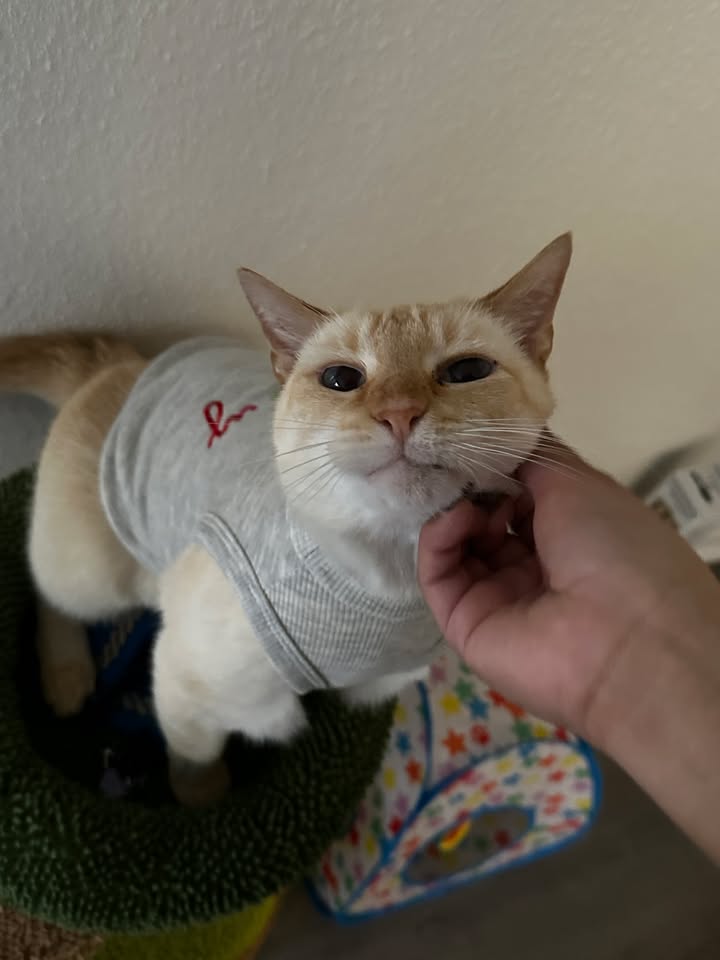 Yuumi the cat has found her new owner and a life into a heartwarming adventure filled with joy. Yuumi the cat has found her new owner and a life into a heartwarming adventure filled with joy.