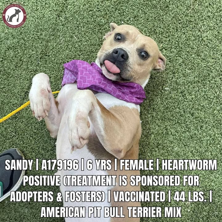 Five dogs urgently need a safe home; safe from their expiration date.