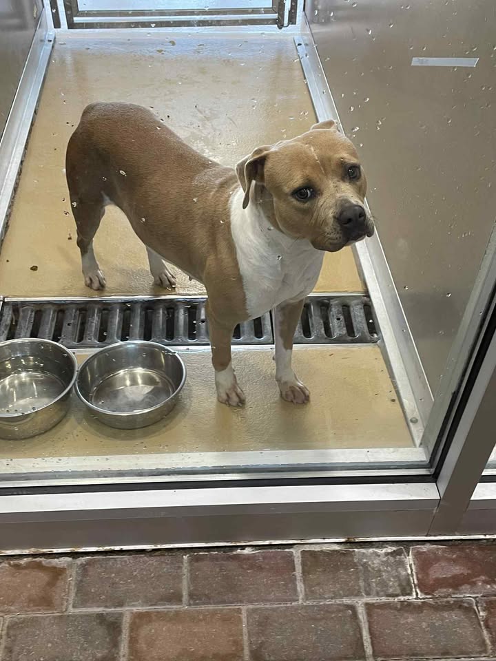 Sandy, a hopeful pup abandoned at Strawberry Park, patiently awaits her owner’s return, and she’s wound up on the short list to the death jab. Sandy, a hopeful pup abandoned at Strawberry Park, patiently awaits her owner’s return, and she’s wound up on the short list to the death jab.