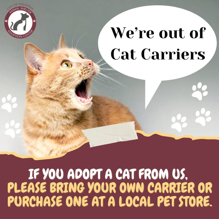 The bad news at the Animal Shelter is they have no cardboard carriers. The good news is cat adoptions are skyrocketing. So bring your own carrier.