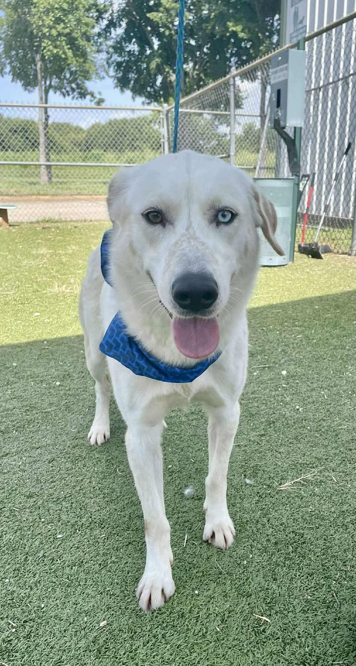Inmate Zade is the perfect pup, well-mannered, and ready for adventure. So scoop him up for the party of your life. Inmate Zade is the perfect pup, well-mannered, and ready for adventure. So scoop him up for the party of your life.