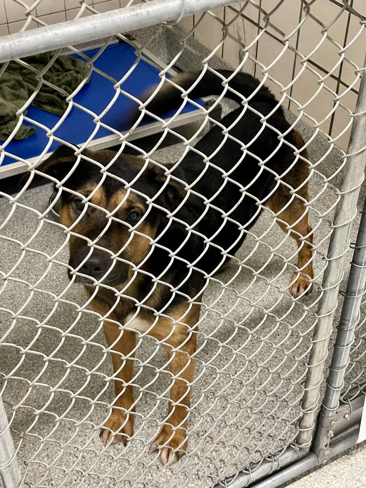 Prisoner Chewy has a gentle soul waiting for someone to adopt him for free before he has to walk the hall of death.