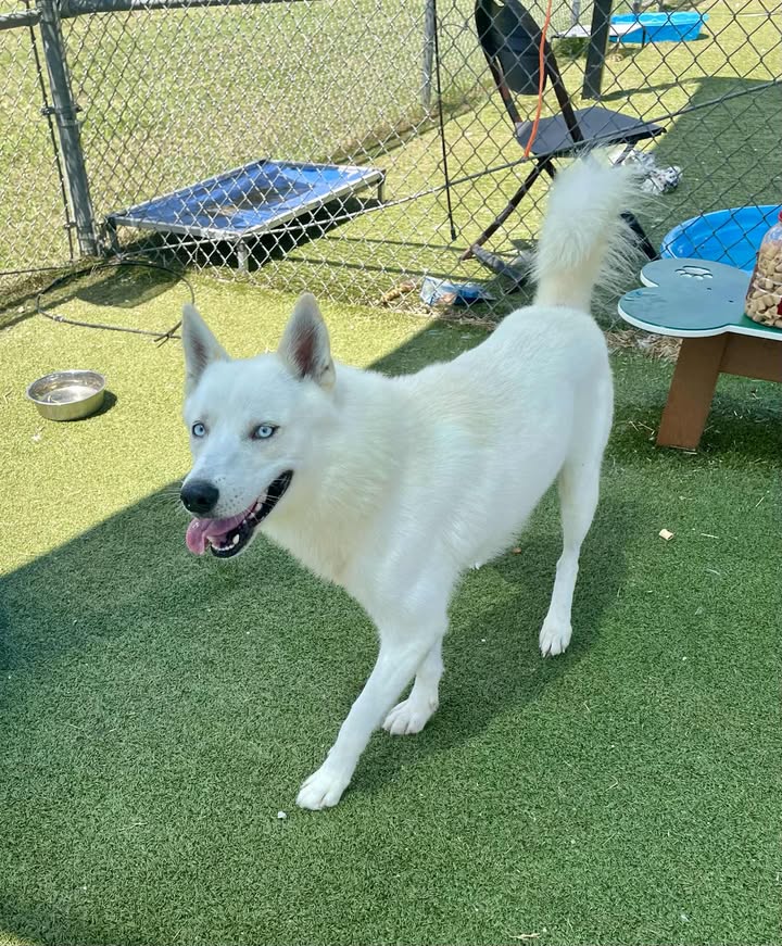 Blue eyed Colby, a master at hiding in the snow, needs an adopter pronto before he has to take a dirt nap. Blue eyed Colby, a master at hiding in the snow, needs an adopter pronto before he has to take a dirt nap.