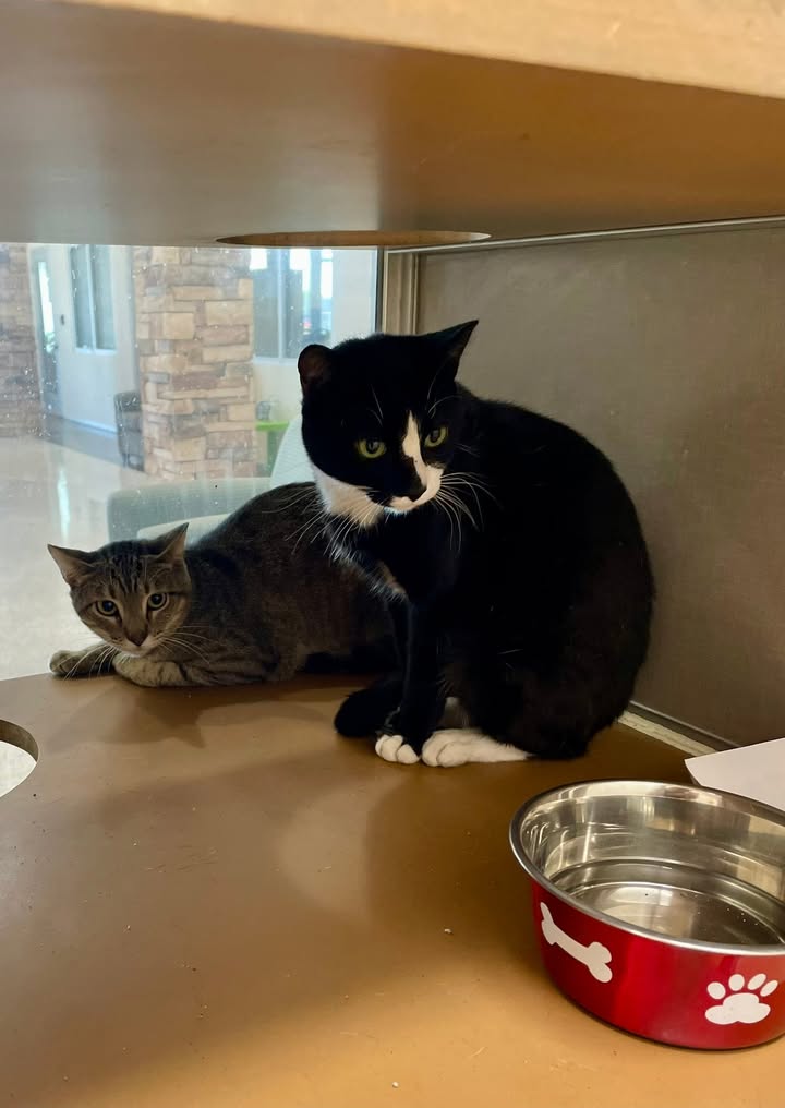 Calvin and Klein were neutered, adopted and left behind by their new owner. They are fresh and ready for free. Calvin and Klein were neutered, adopted and left behind by their new owner. They are fresh and ready for free.