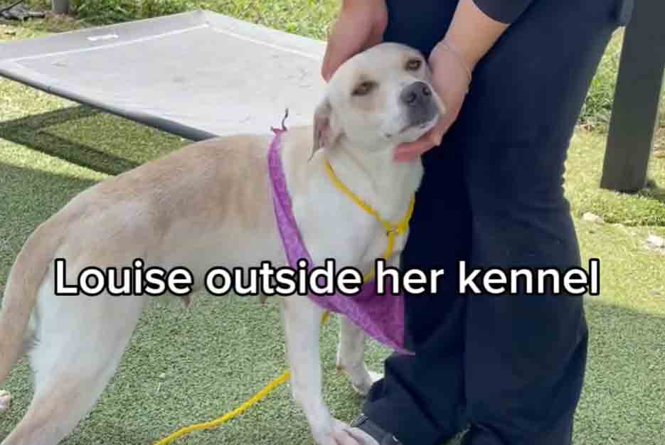 Video: From trembling with fear to bursting with joy, Louise transforms into a whirlwind of happiness. You can adpot her to for more fun in your life.