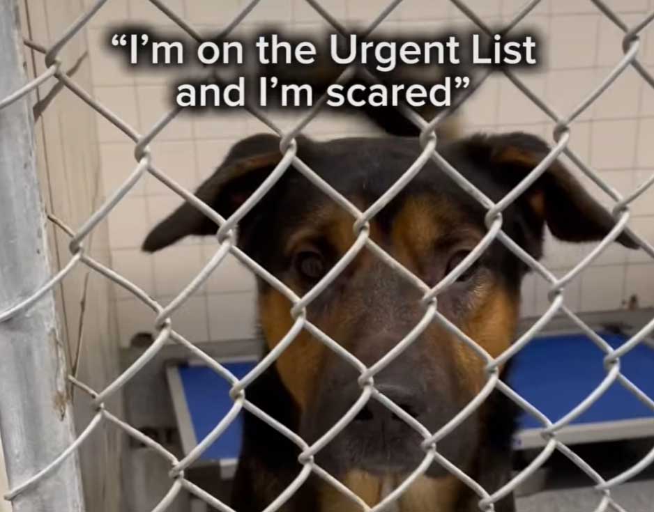 Video: Inmate Chewy is struggling with stress, urgently needs to be adopted because he’s very close to getting an injection of death juice.
