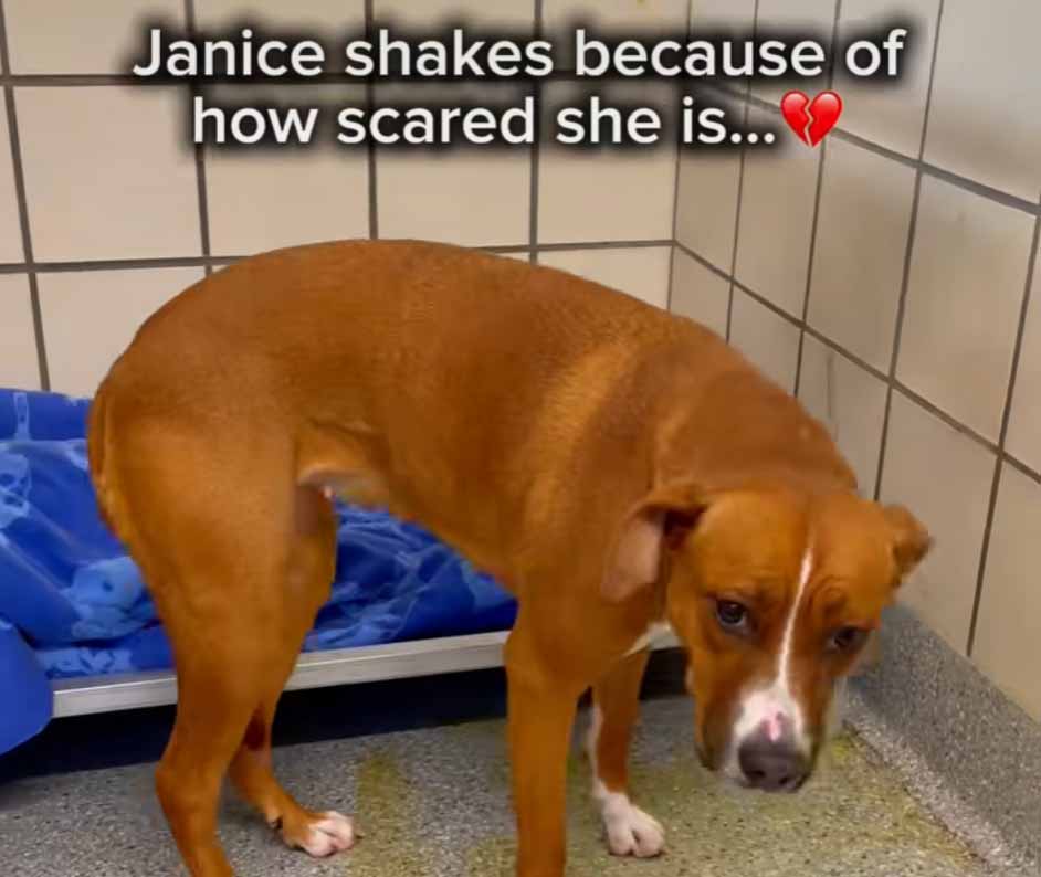 Video: Janice quivers in fear, overwhelmed by the shelter’s chaos, desperately hoping for a responsible home before her name is next in line to die.