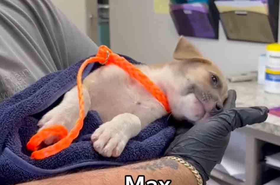 Video: Swing by the Animal Shelter for a fun day with pets and adopt your favorite for free.
