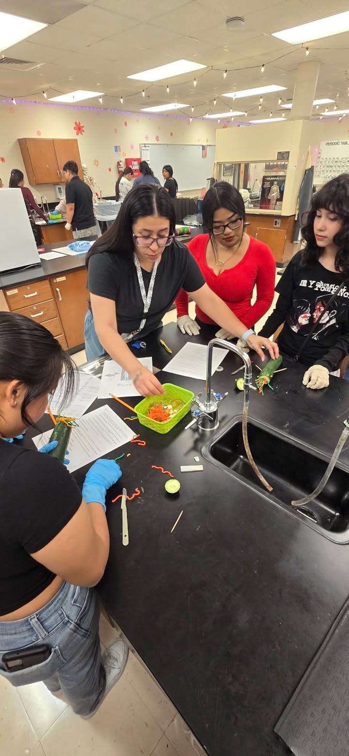 In Pasadena High’s Human Anatomy & Physiology class, students are creatively collaborating, turning cucumbers into anatomical wonders while mastering the body’s language. In Pasadena High’s Human Anatomy & Physiology class, students are creatively collaborating, turning cucumbers into anatomical wonders while mastering the body’s language.