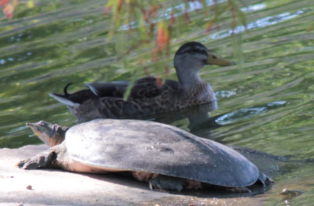 The spiny softshell turtle is a speedy yet sneaky master of disguise, breathing through it’s butt, expertly camouflaging itself to surprise unwitting prey.