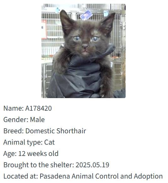 Meet twenty longest stay inmates at the Animal Shelter looking to get bounced yesterday. Meet twenty longest stay inmates at the Animal Shelter looking to get bounced yesterday.