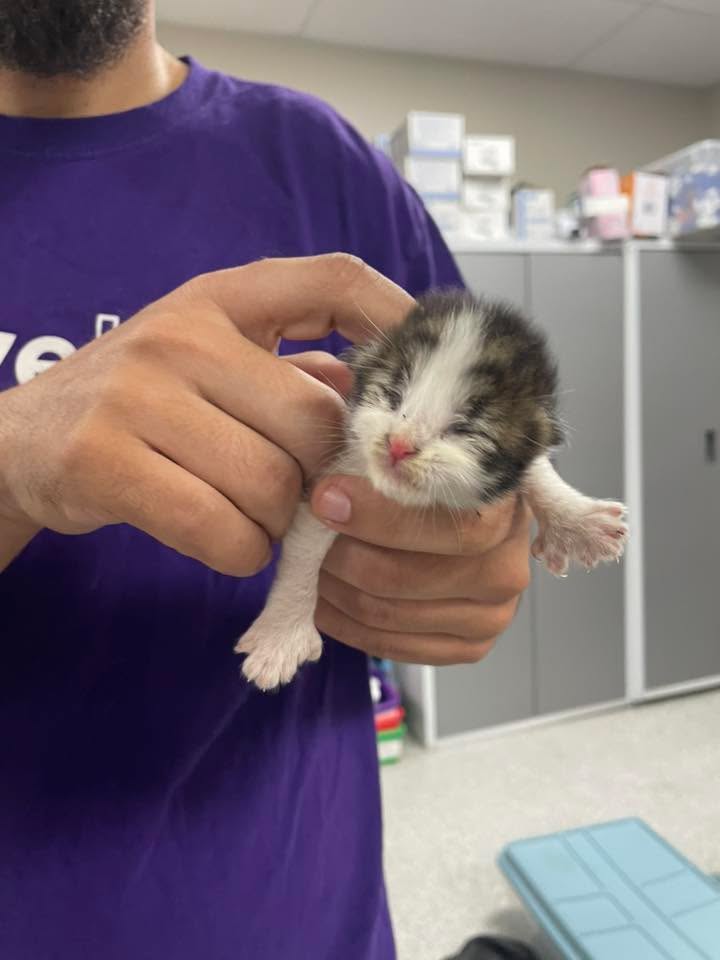 Good news is always great news at The Animal Shelter especially when a kitten is saved. Good news is always great news at The Animal Shelter especially when a kitten is saved.