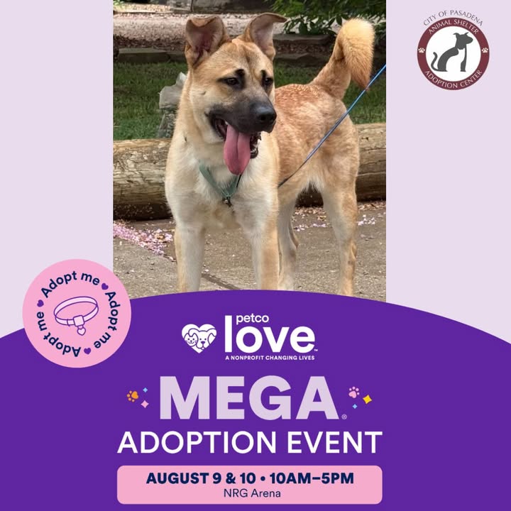 Inmate Barney is ready to find a loving home at Petco Love’s Mega Adoption Event or you can go get him in the morning. Inmate Barney is ready to find a loving home at Petco Love’s Mega Adoption Event or you can go get him in the morning.