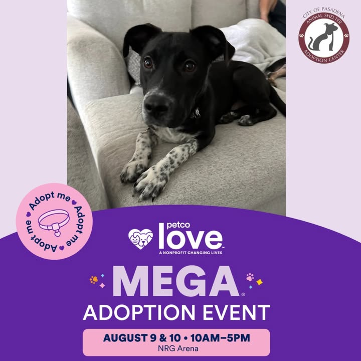 Mako, the curious canine with a love for cheese is gonna be at the Petco Love’s Mega Adoption Event waiting to meet you.