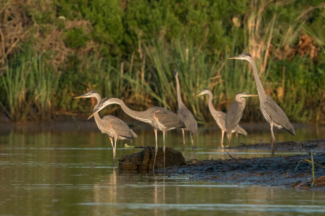 At Armand Bayou in the midst of heron hijinks, proud parents of these feathered rascals bask in their well-deserved break. At Armand Bayou in the midst of heron hijinks, proud parents of these feathered rascals bask in their well-deserved break.