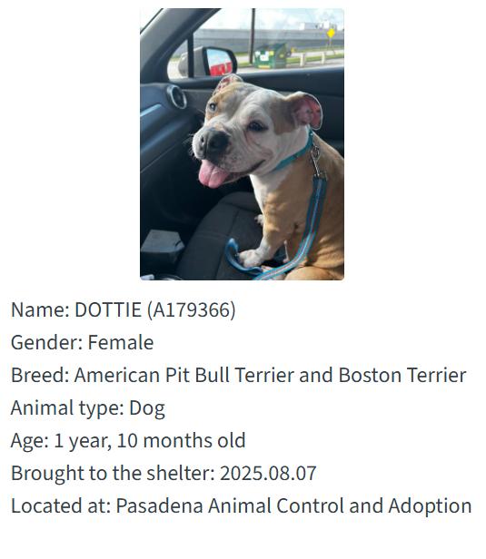 Twelve pups who didn’t make the cut at the Mega Adoption event because they are waiting to be on team you. Twelve pups who didn’t make the cut at the Mega Adoption event because they are waiting to be on team you.