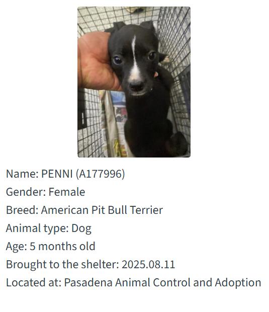 The Animal Shelter puppy pals are patiently waiting on the responsible you; each one is a bundle of fun.