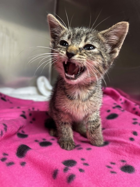 Sweet little kitty Meg urgently needs a hero to help her heal from her broken humerus.