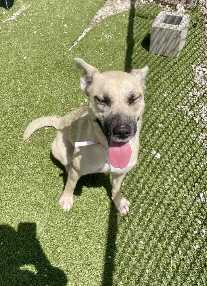 Animal Shelter inmate Nala needs a home here pretty quick before it’s lights out for life.