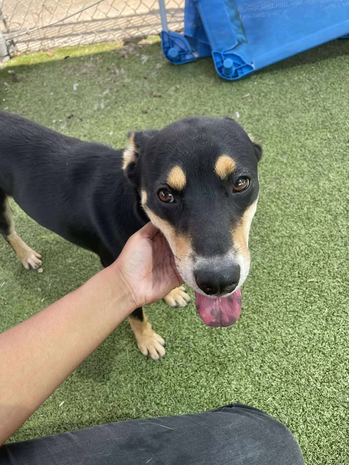 Inmate Boris is adoptable for free but needs you to act before it’s too late. The Animal Shelter opens at 11am. Inmate Boris is adoptable for free but needs you to act before it’s too late. The Animal Shelter opens at 11am.