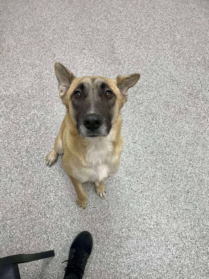 Ella is fluent in German and quietly waiting for a hero to rescue her from the chaos of the shelter and help her find a responsible home.