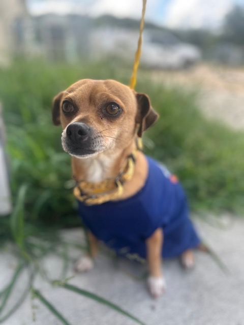 Pepe, a timid little dog, urgently needs a big heart rescue to help him feel safe and overcome his anxiety.