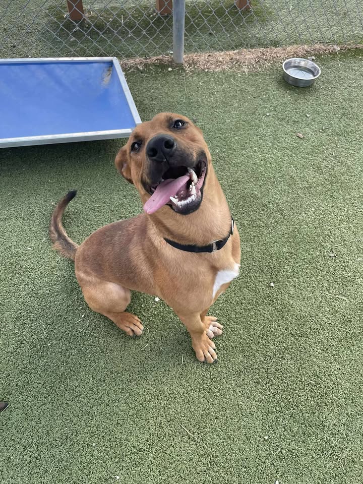 Brandon is a poser and Animal Shelter superstar needing a new home yesterday. Buckle up and go get your new pride and joy. Brandon is a poser and Animal Shelter superstar needing a new home yesterday. Buckle up and go get your new pride and joy.