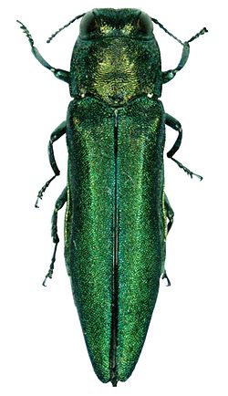 Tonight, dive into the fascinating world of invasive species with Ashley Morgan-Olvera at Central Library.