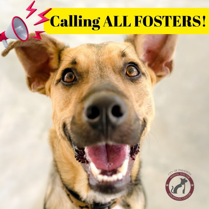 Animal Shelter foster parents sign up for this Saturday’s Furry Friends Pop-Up Market, so your temp buddy can find a forever home. Animal Shelter foster parents sign up for this Saturday’s Furry Friends Pop-Up Market, so your temp buddy can find a forever home.