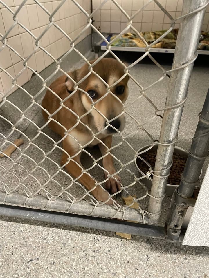 Emma’s not doing so good in the kennel watching people walk by who must of forgot their glasses. Once you adopt her you’ll see.
