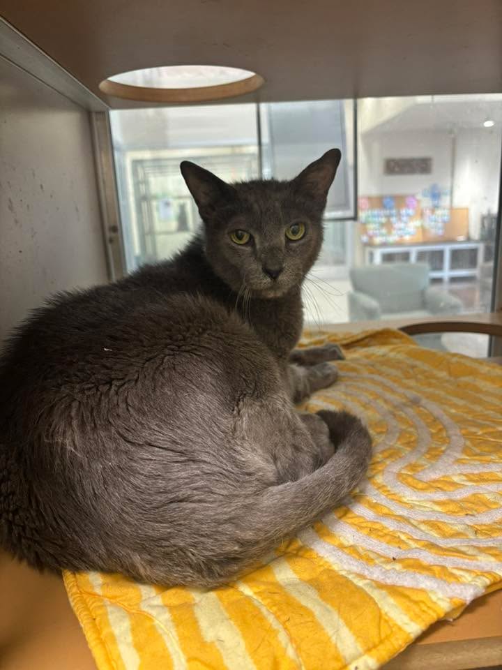 Dusty, a hopeful cat, has been abandoned three times, now on to his last leg of life if not adopted to a responsible home soon. Dusty, a hopeful cat, has been abandoned three times, now on to his last leg of life if not adopted to a responsible home soon.