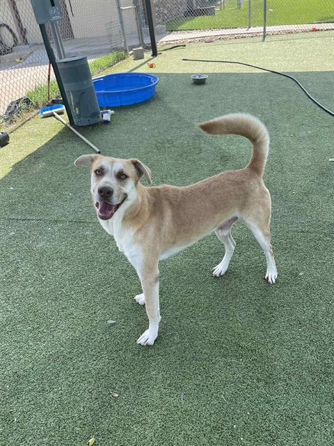 Meet Blue, the ultimate adventure buddy who thrives on road trips, snuggles, and the occasional taquito. Ready for adoption. Meet Blue, the ultimate adventure buddy who thrives on road trips, snuggles, and the occasional taquito. Ready for adoption.