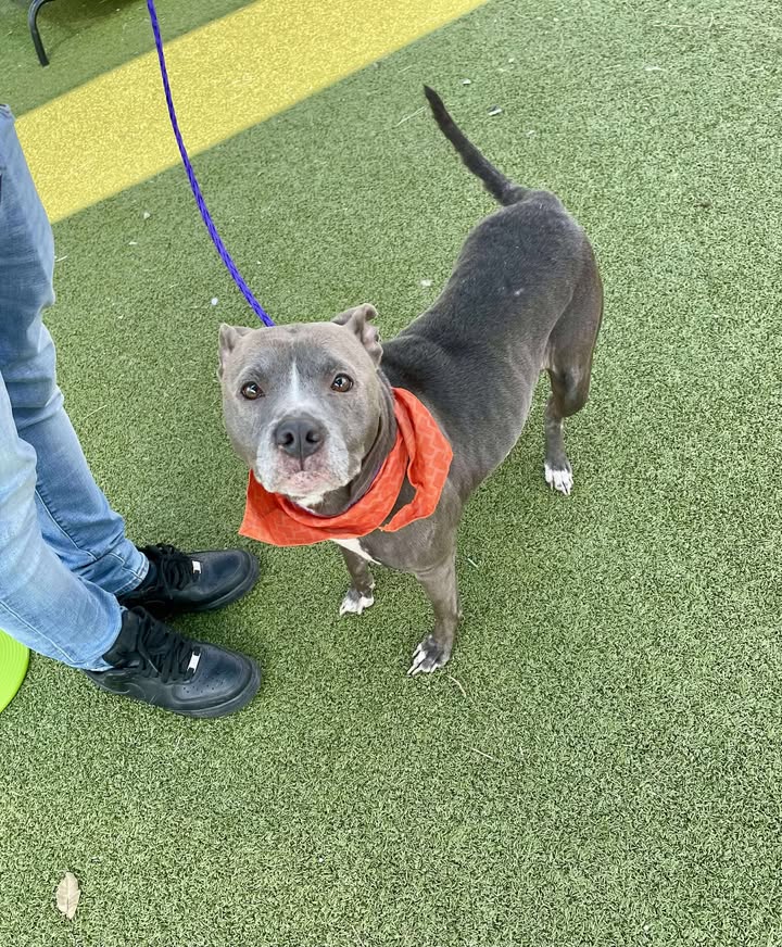 Meet Paisley, searching for hope again after losing her home. If you’re not allergic to dogs you can save her life for free. Meet Paisley, searching for hope again after losing her home. If you’re not allergic to dogs you can save her life for free.