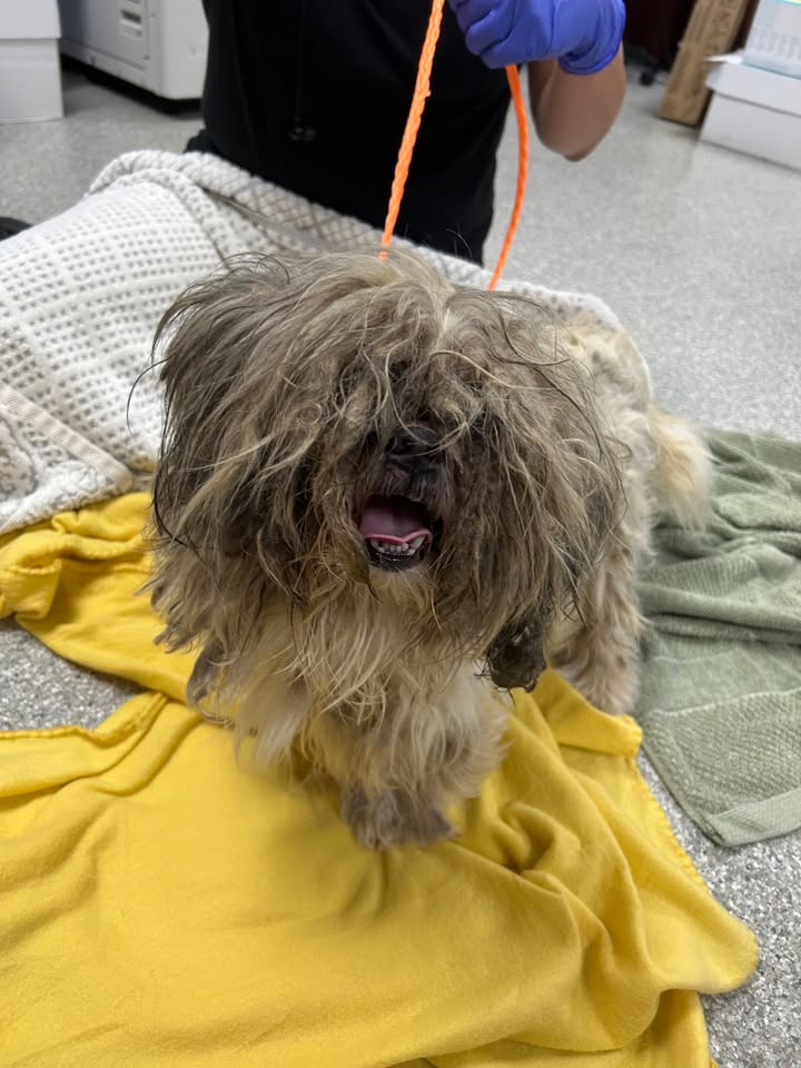 The Animal Shelter team of love turned a mop into a happy dog. The Animal Shelter team of love turned a mop into a happy dog.