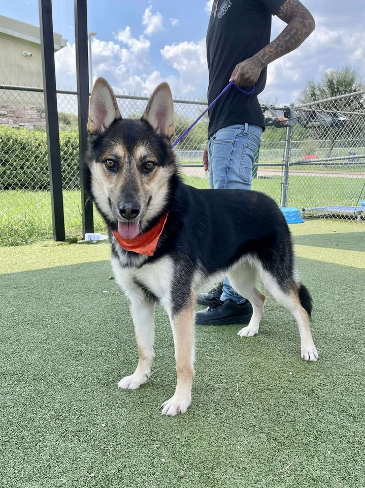 Buster, the patriotic pup, is searching for a new home. Help him escape the shelter to live the freedom he deserves. Buster, the patriotic pup, is searching for a new home. Help him escape the shelter to live the freedom he deserves.