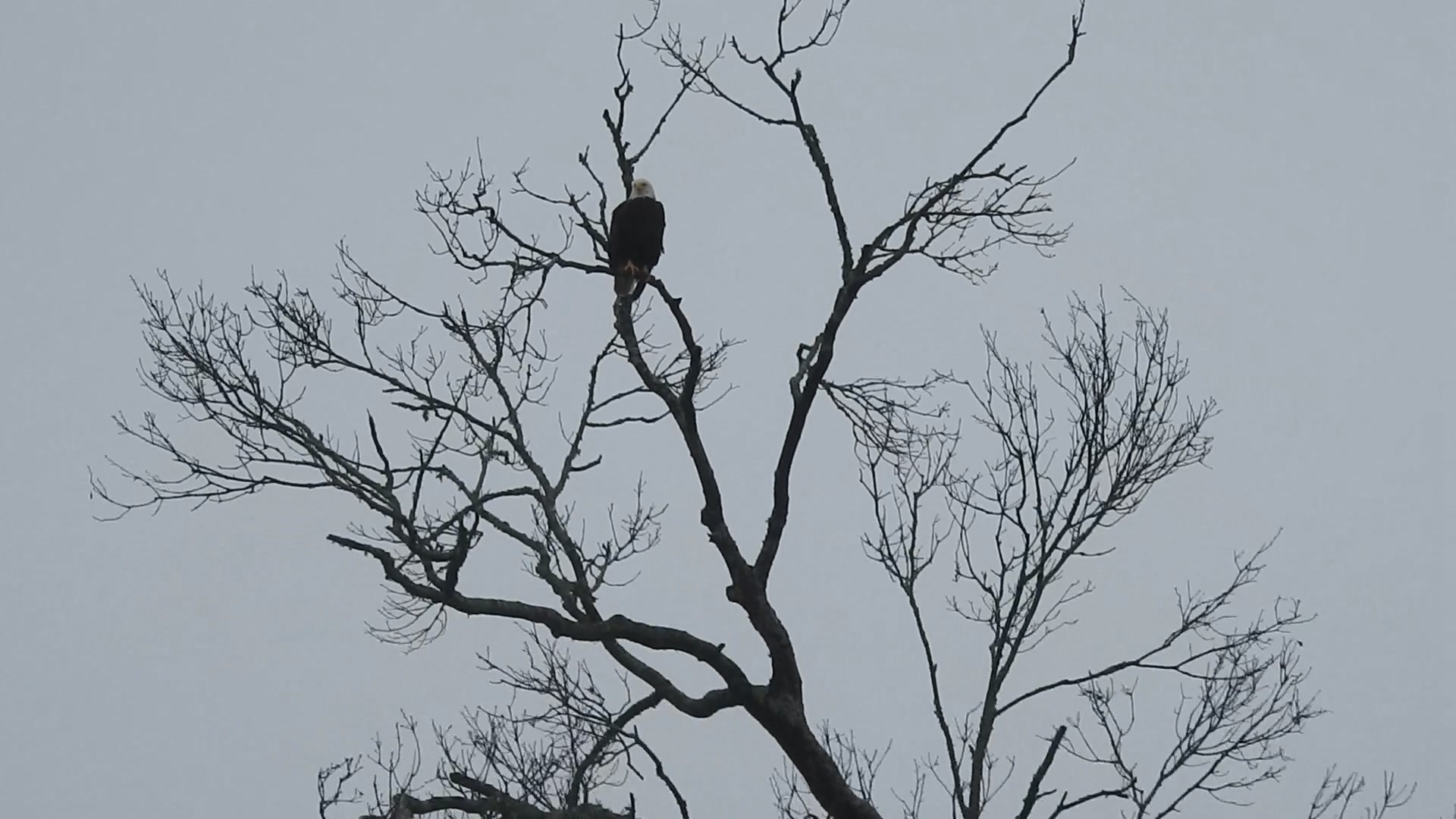 On an Armand Bayou kayak tour a regal bald eagle surveyed the bayou. On an Armand Bayou kayak tour a regal bald eagle surveyed the bayou.