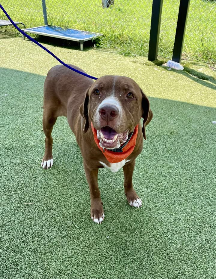 Mac got adopted by an irresponsible ex-owner now stuck in the pen again fighting to stay alive. Mac got adopted by an irresponsible ex-owner now stuck in the pen again fighting to stay alive.
