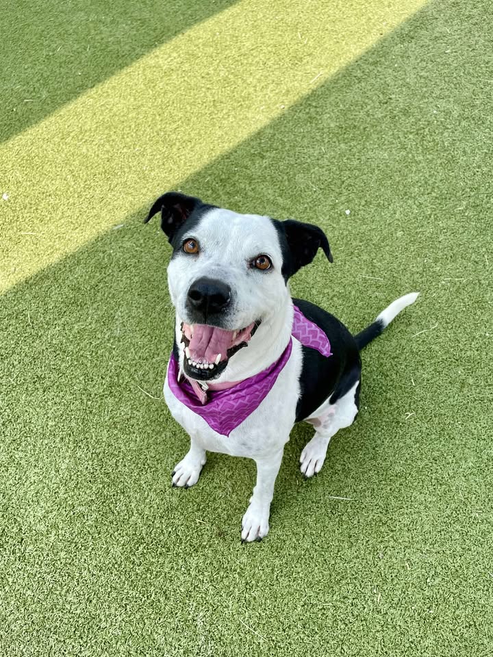 Betty found tied up to a flagpole by a heartless person is seeking your couch to save her life. Betty found tied up to a flagpole by a heartless person is seeking your couch to save her life.