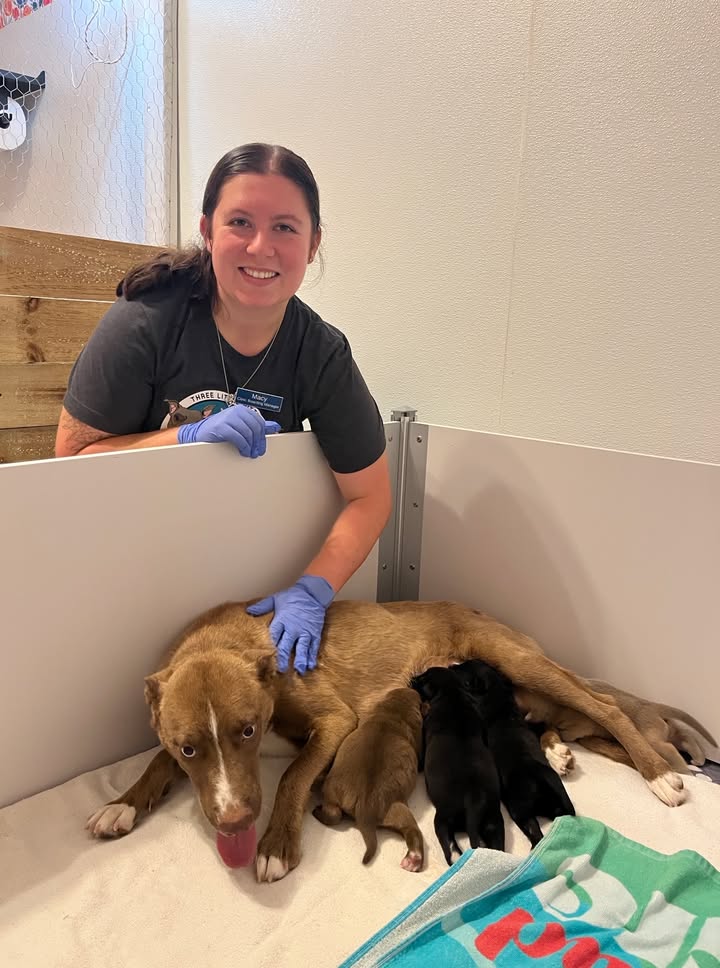 Yet another life saved by Pasadena Animal Advocates at Work for rescuing a sweet mama and her babies, giving them a bright new beginning. Yet another life saved by Pasadena Animal Advocates at Work for rescuing a sweet mama and her babies, giving them a bright new beginning.