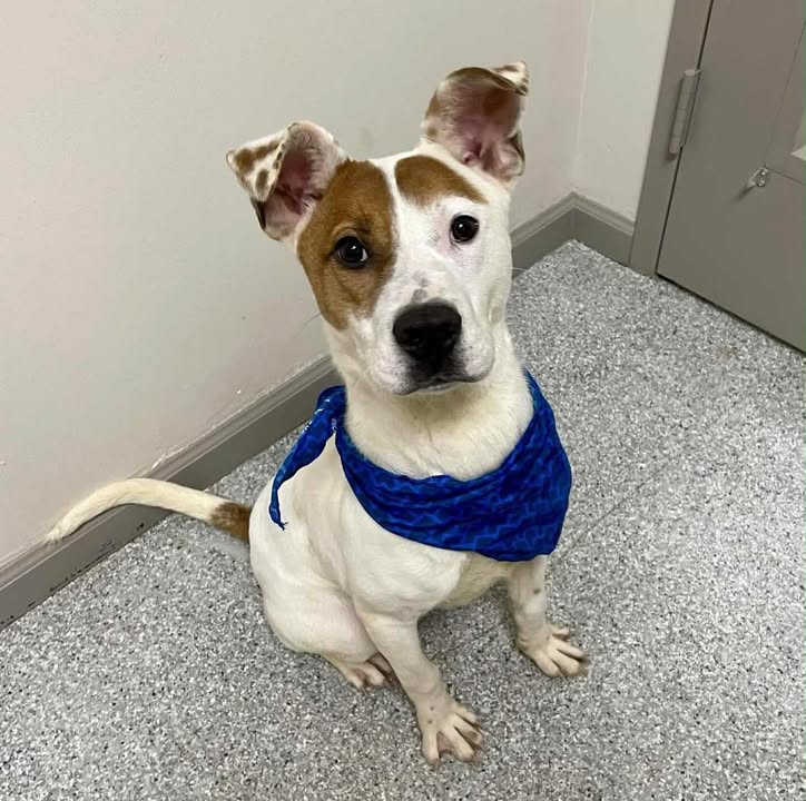 Gus has been waiting in jail for nearly 100 days; he urgently needing an adopter before his expiration date expires. The shelter re-opens tomorrow. Gus has been waiting in jail for nearly 100 days; he urgently needing an adopter before his expiration date expires. The shelter re-opens tomorrow.