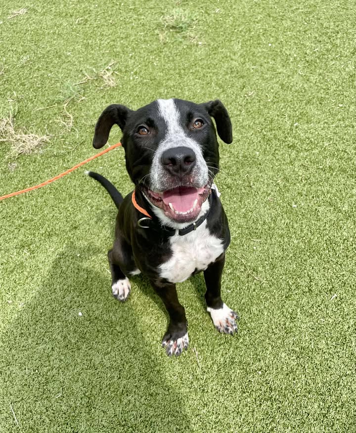 Monty man’s on his last hope for life pending your big heart to adopt him first thing in the morning. Monty man’s on his last hope for life pending your big heart to adopt him first thing in the morning.