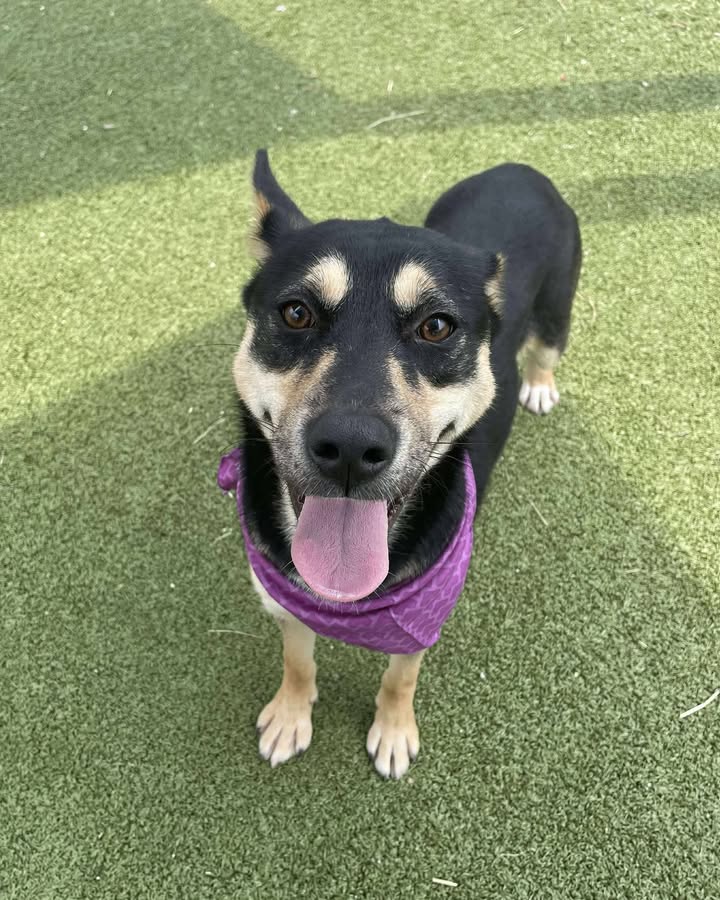 Meet the charming Mindy a medium-sized pup whoโs been passed over too long and has got to get adopted to spare her life. Meet the charming Mindy a medium-sized pup whoโs been passed over too long and has got to get adopted to spare her life.