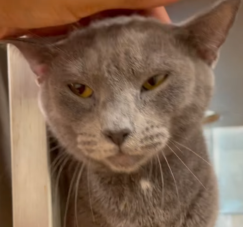 Video: Kitty Steelix is feeling grey in the shelter, but your gentle touch could brings back his spark before it’s put out forever.