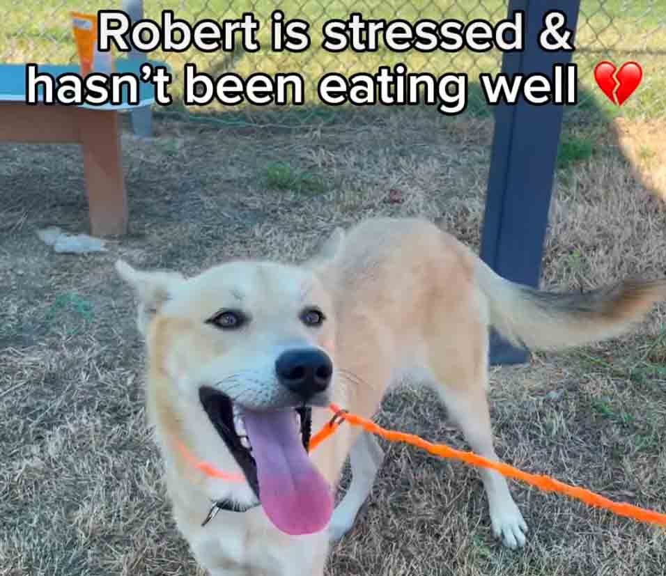Video: Prisoner Robert is battling stress, on a hunger strike and desperately needs a responsible home this time before his expiration date.
