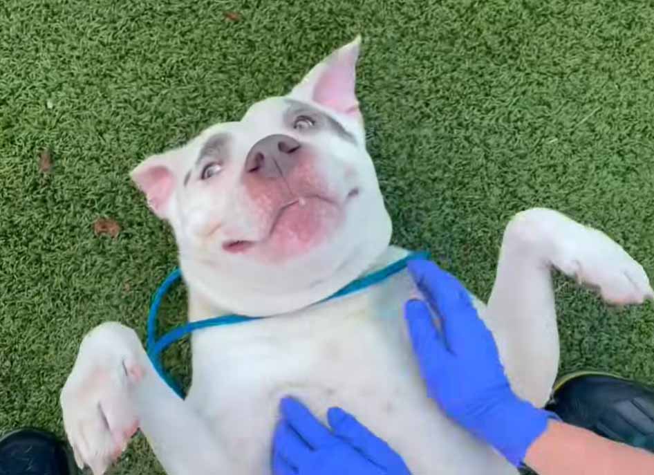 Video: Good time Money with a masters in the art of sweetheart needs your big heart to adopt her before her big smile is gone forever.