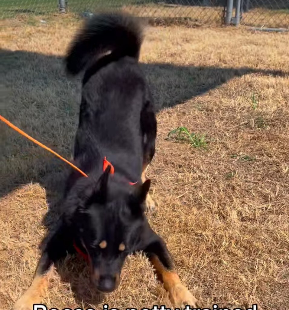 Video: Inmate Rocco has a keen eye on keeping your carpets clean and in great need for an expedited adoption before his boneyard date approaches.