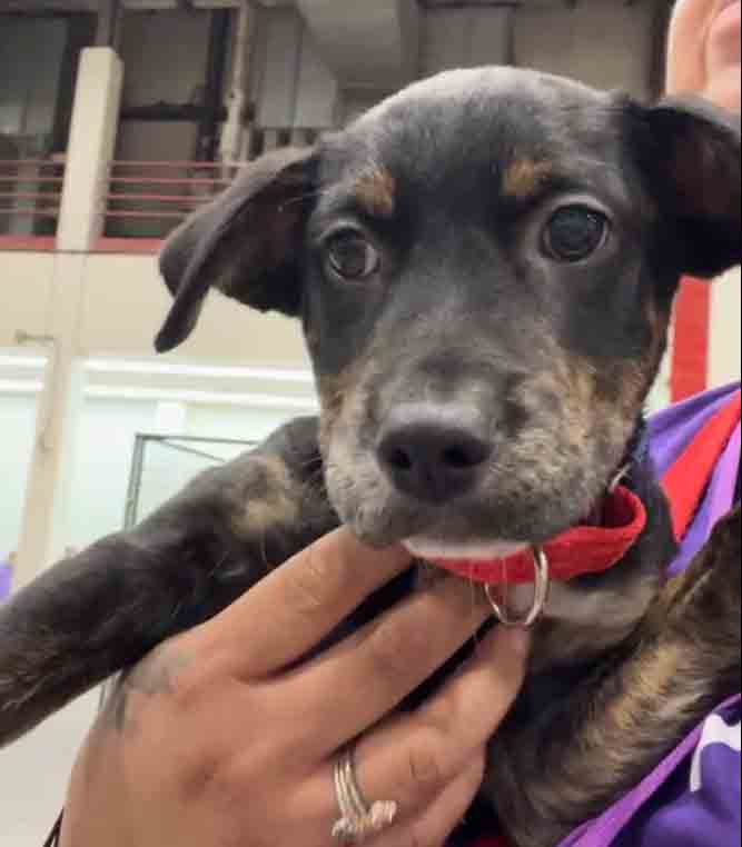 Video: Tomorrow is the last day to get your best friend at Petco’s Mega Adoption Event.